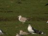 Caspian Gull at Canvey Wick (Steve Arlow) (93604 bytes)